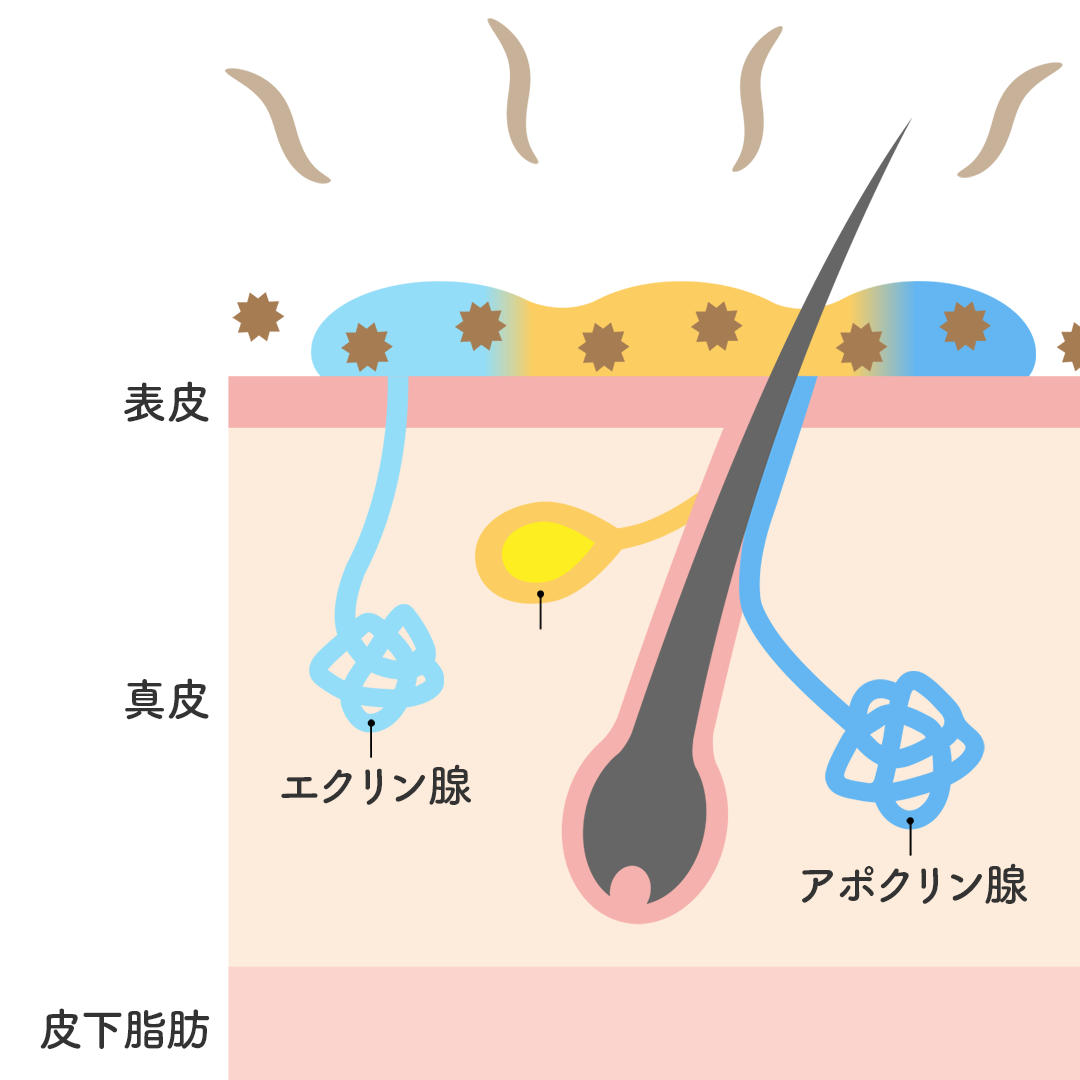 脇汗に含まれる成分